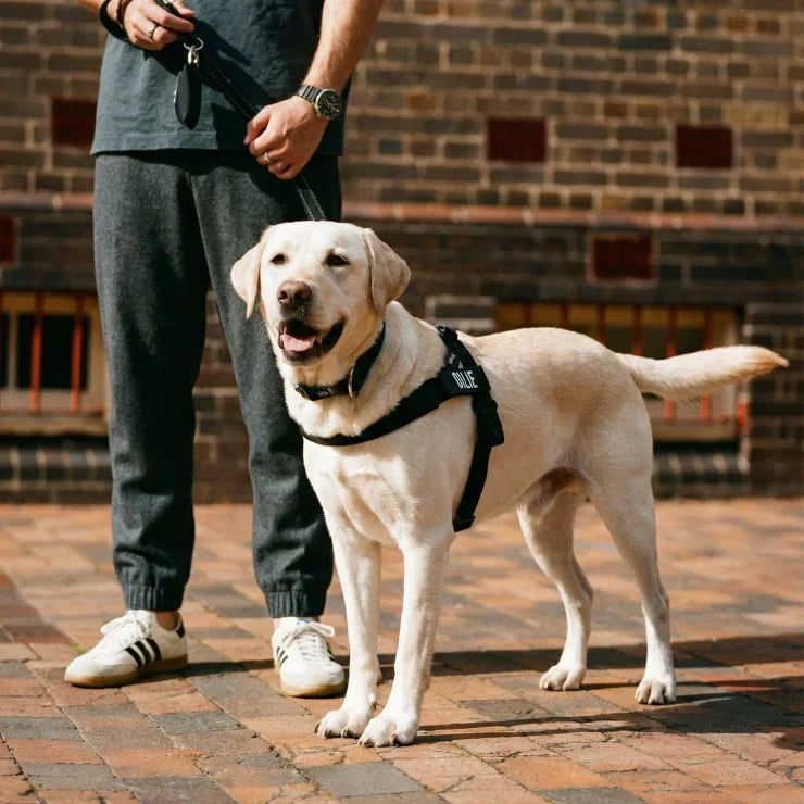 Dog Friendly Co.