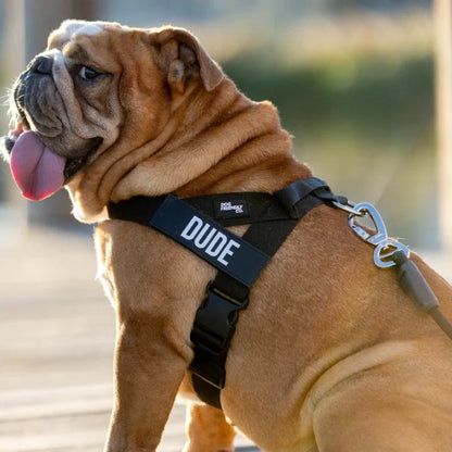 Dog Friendly Co.